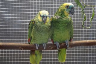 Amazona aestiva - Rotbugamazone (Blaustirnamazone)